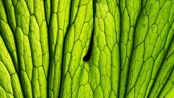 Detalle de hoja verde con vetas marcadas